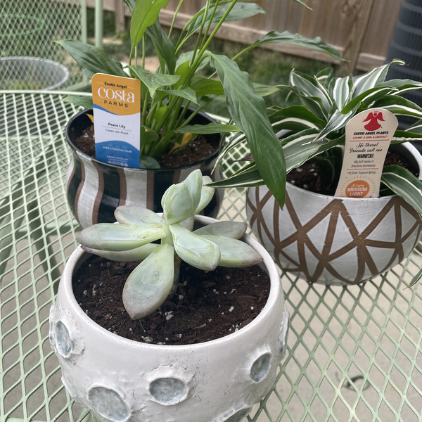 White geometric, striped, & moon planters